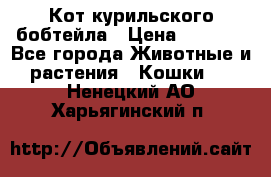Кот курильского бобтейла › Цена ­ 5 000 - Все города Животные и растения » Кошки   . Ненецкий АО,Харьягинский п.